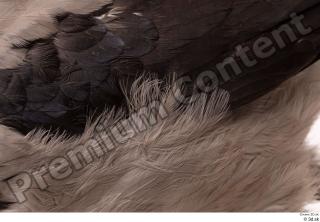 Carrion crow bird feathers wing 0001.jpg